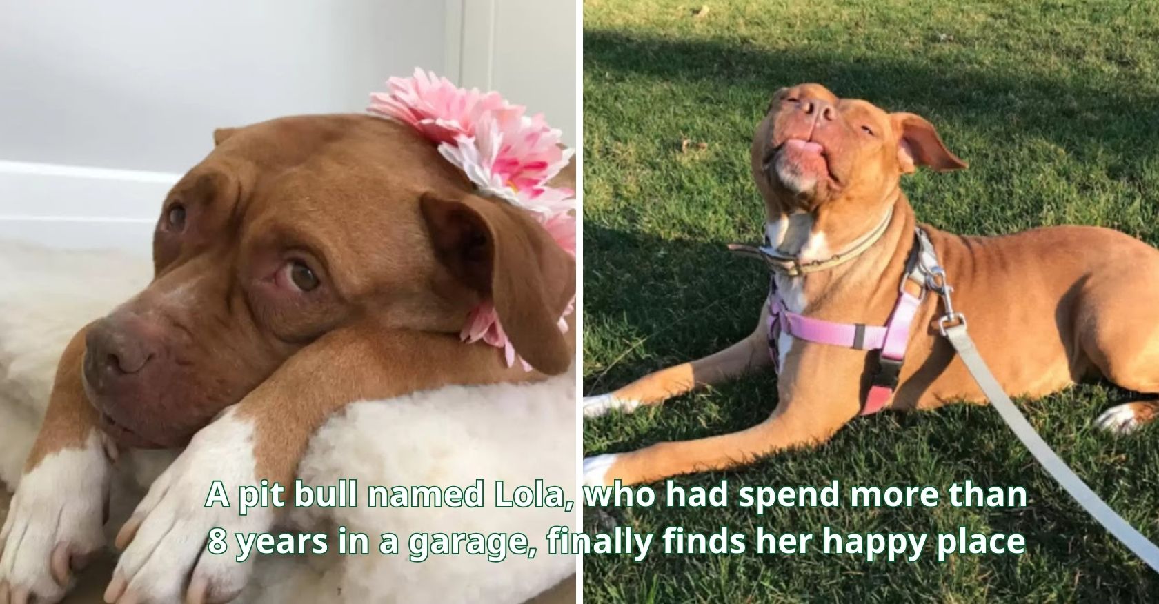 A pit bull named Lola, who had spend more than 8 years in a garage, finally finds her happy place