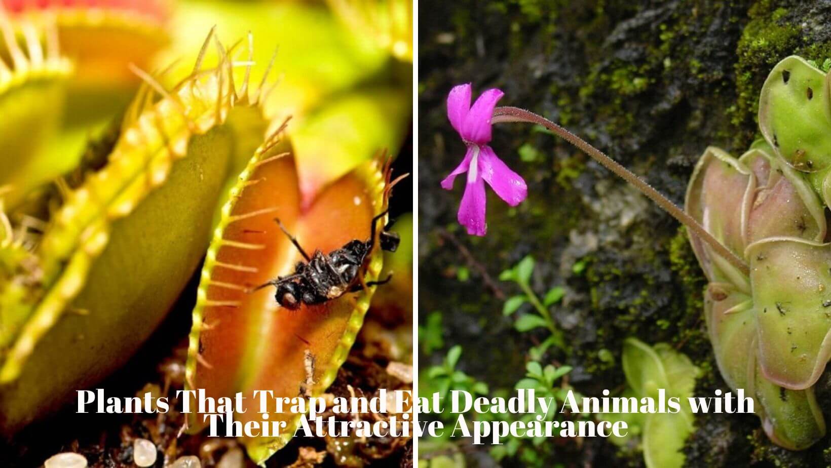 Plants That Trap and Eat Deadly Animals with Their Attractive Appearance